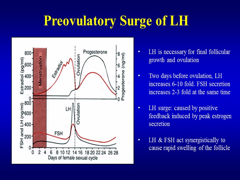 Preovulatory Surge of LH LH is necessary for final follicular growth and ovulation 
